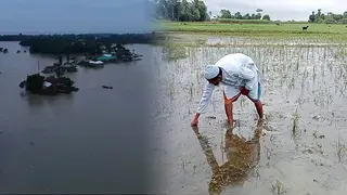 বন্যায় সুনামগঞ্জের কৃষিতে প্রায় ৪৫ কোটি টাকার ক্ষতি